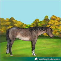 Horse Color:Brown Dun Brindle