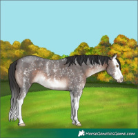 Horse Color:Brown Mushroom Sabino Splash 