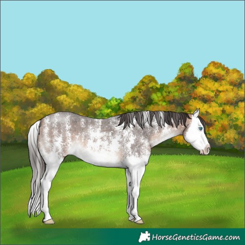 Horse Color:Bay Mushroom Sabino Splash 