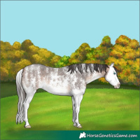 Horse Color:Bay Mushroom Sabino Splash 