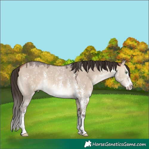 Horse Color:Bay Dun Sabino 