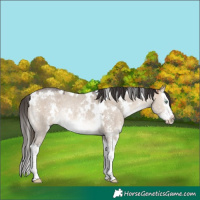 Horse Color:White Spotted Bay Dun Mushroom Sabino Splash Rabicano
