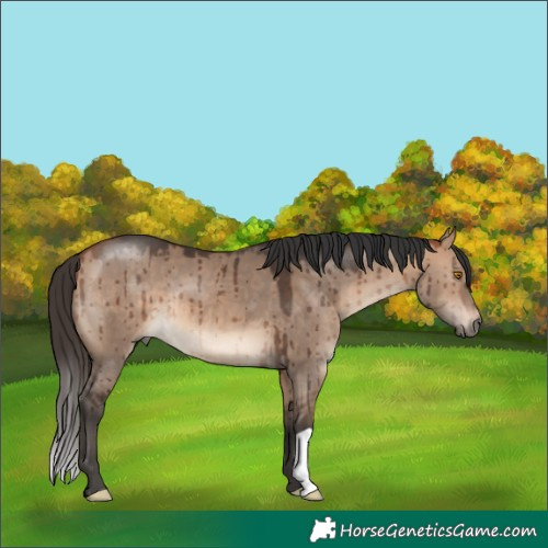 Horse Color:Bay Dun Brindle 