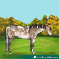 Horse Color:White Spotted Brown Dun