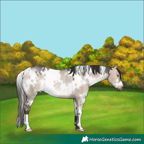 Horse Color:White Spotted Brown Dun Mushroom Rabicano 