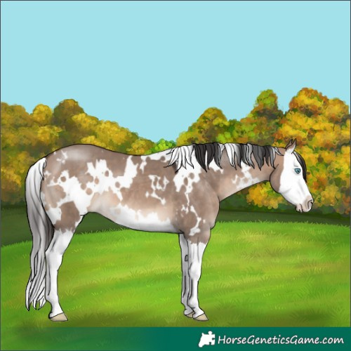 Horse Color:White Spotted Brown Dun Mushroom Splash 