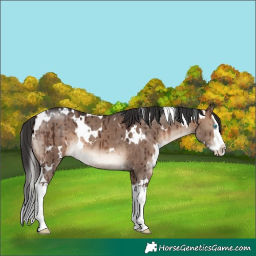 Horse Color:White Spotted Brown Dun Mushroom Splash Brindle