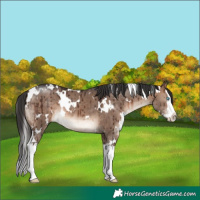 Horse Color:White Spotted Brown Dun Mushroom Splash Brindle
