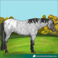 Horse Color:Blue Roan Blanket