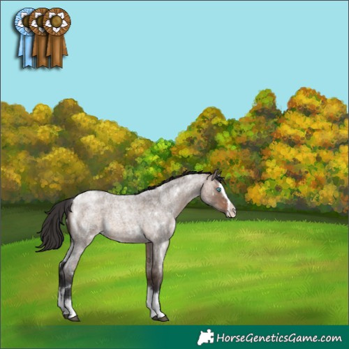 Horse Color:White Spotted Bay Roan Dun Splash 