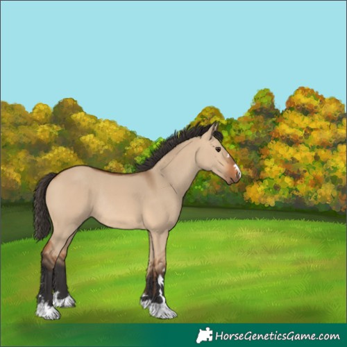 Horse Color:Bay Dun Rabicano
