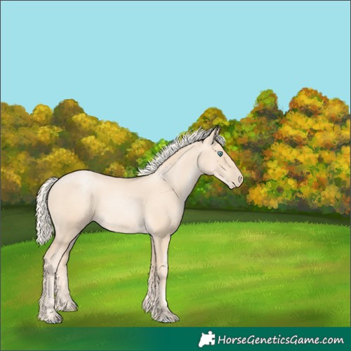 Horse Color:Gold Cream Champagne Pearl Rabicano 