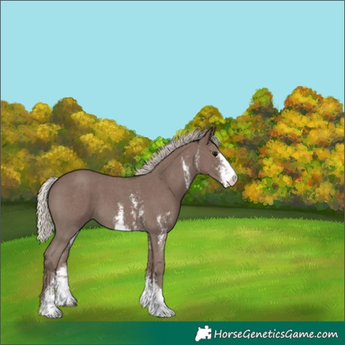 Horse Color:Silver Black Sabino 