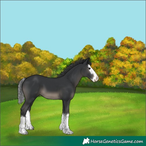 Horse Color:Black Splash 