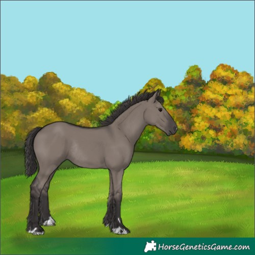 Horse Color:Smoky Grullo Rabicano