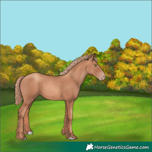 Horse Color:Gold Champagne 
