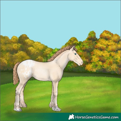 Horse Color:Amber Cream Champagne Pearl Appaloosa Rabicano