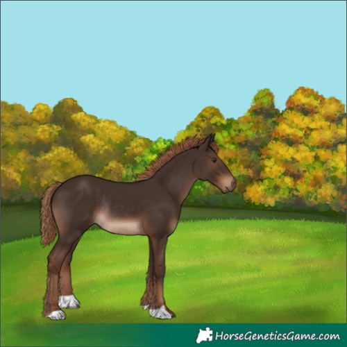 Horse Color:Liver Chestnut Rabicano 