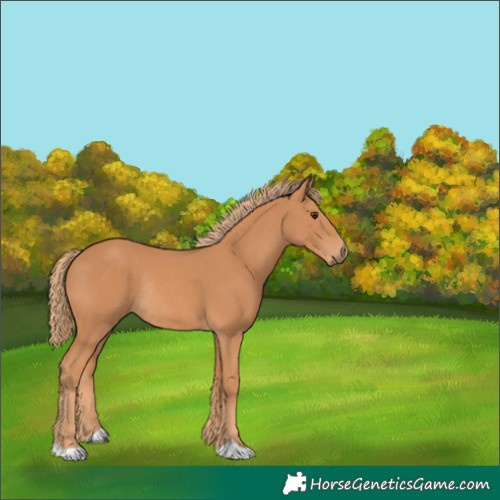 Horse Color:Chestnut Rabicano