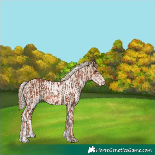 Horse Color:Chestnut Rabicano  and White Spotted Cremello Rabicano 
