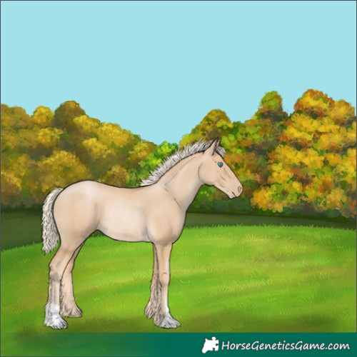 Horse Color:Palomino Pearl Rabicano