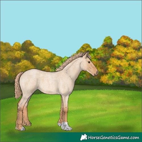 Horse Color:Red Dun Roan 