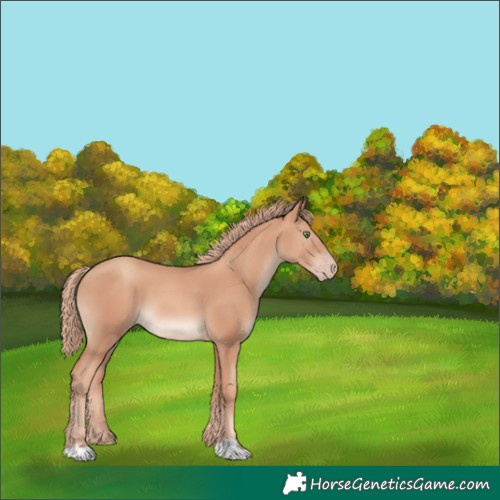 Horse Color:Gold Champagne 