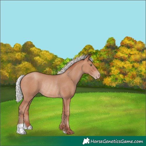 Horse Color:Silver Sable Champagne Rabicano