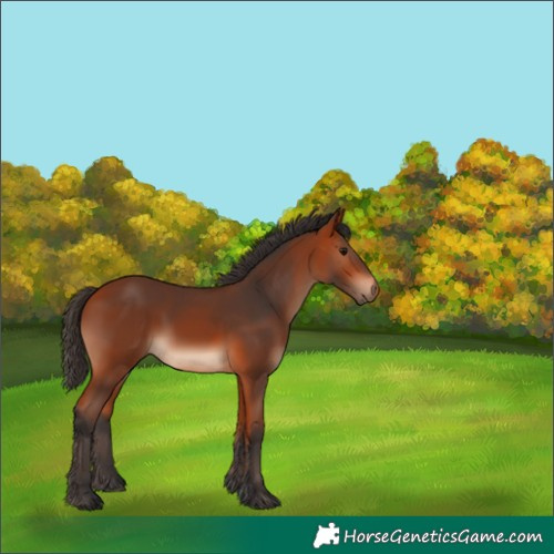 Horse Color:Bay Rabicano 