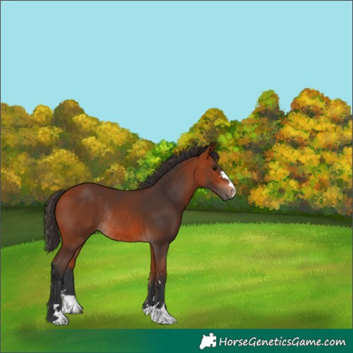 Horse Color:Bay Rabicano