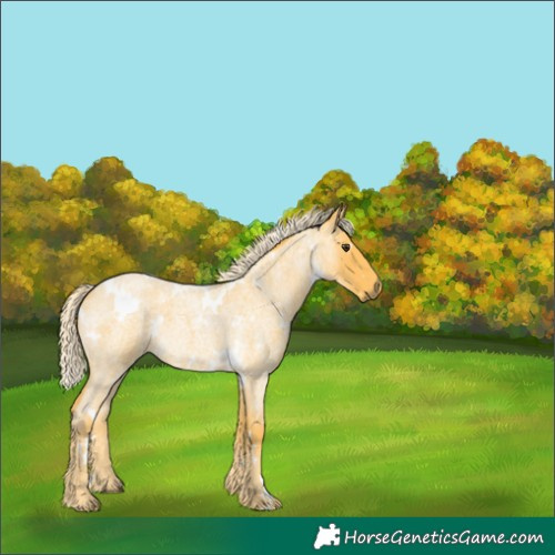 Horse Color:White Spotted Palomino Roan