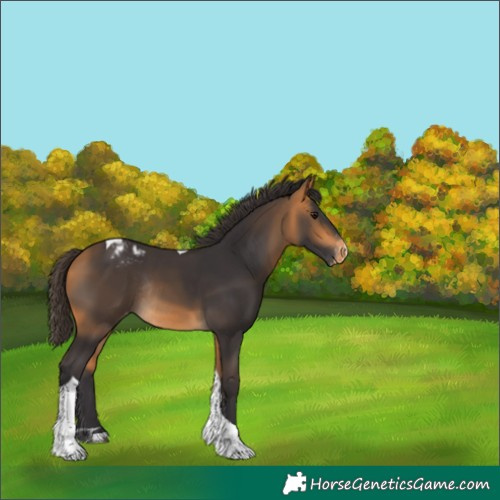 Horse Color:Buckskin Tobiano Varnish Rabicano
