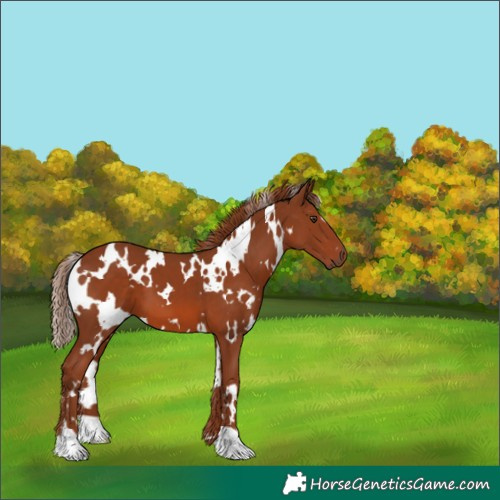 Horse Color:White Spotted Chestnut