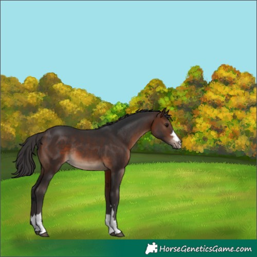 Horse Color:Brown Rabicano