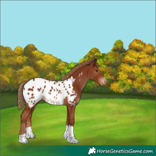 Horse Color:Chestnut Tobiano Appaloosa Rabicano