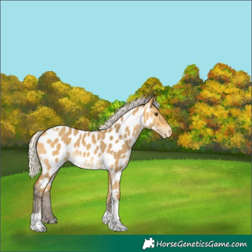 Horse Color:Silver Buckskin Dun Tobiano Near Leopard Rabicano