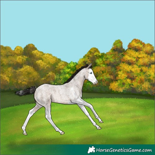 Horse Color:Brown Roan Dun Sabino Splash 