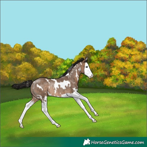 Horse Color:White Spotted Bay Dun Splash Rabicano 