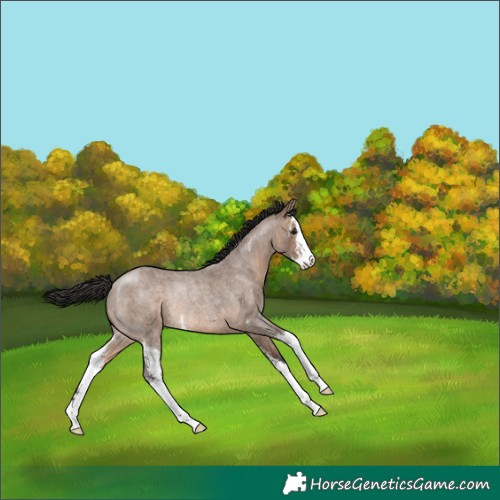 Horse Color:Brown Roan Dun Sabino Rabicano