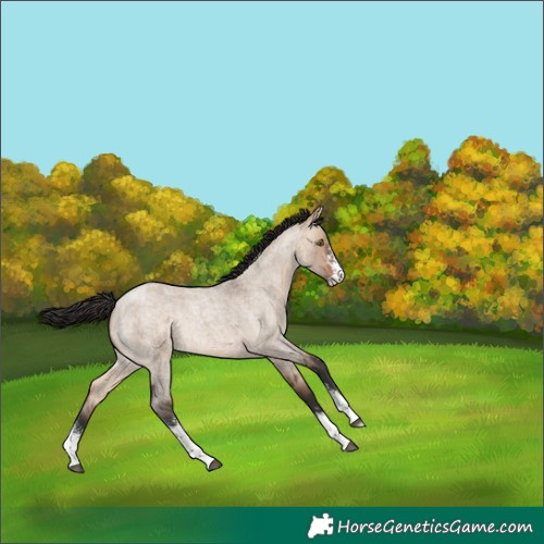 Horse Color:Bay Roan Dun Sabino