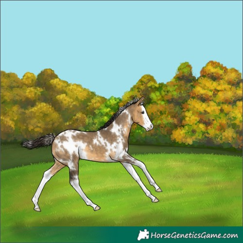 Horse Color:White Spotted Buckskin Dun Splash 