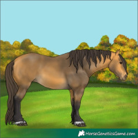Horse Color:Buckskin 