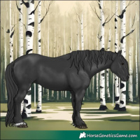 Horse Color:Black 