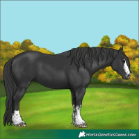 Horse Color:Black  and Black 