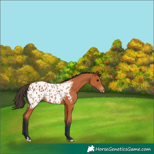 Horse Color:Bay Blanket 