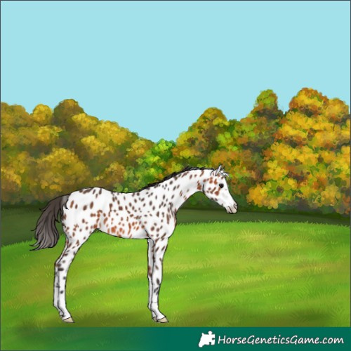 Horse Color:Bay Appaloosa 