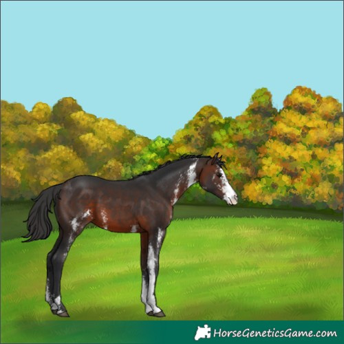 Horse Color:Brown Sabino 