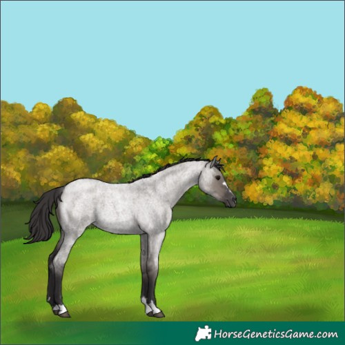 Horse Color:Smoky Grullo Roan