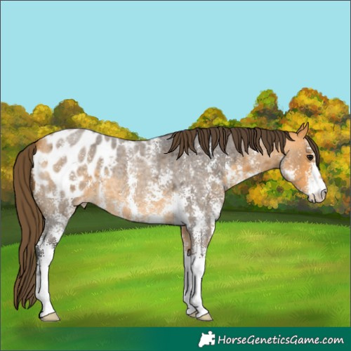 Horse Color:Buckskin Roan Sabino Blanket 