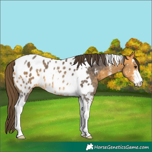 Horse Color:Buckskin Sabino Tobiano Appaloosa Rabicano 